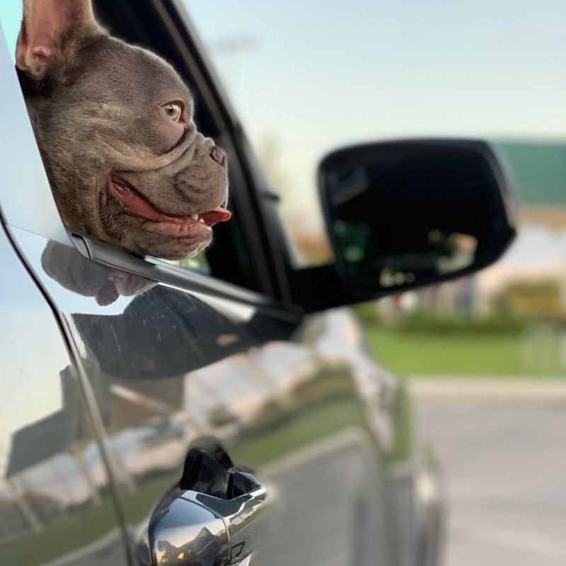 A calm, trained dog riding in a car