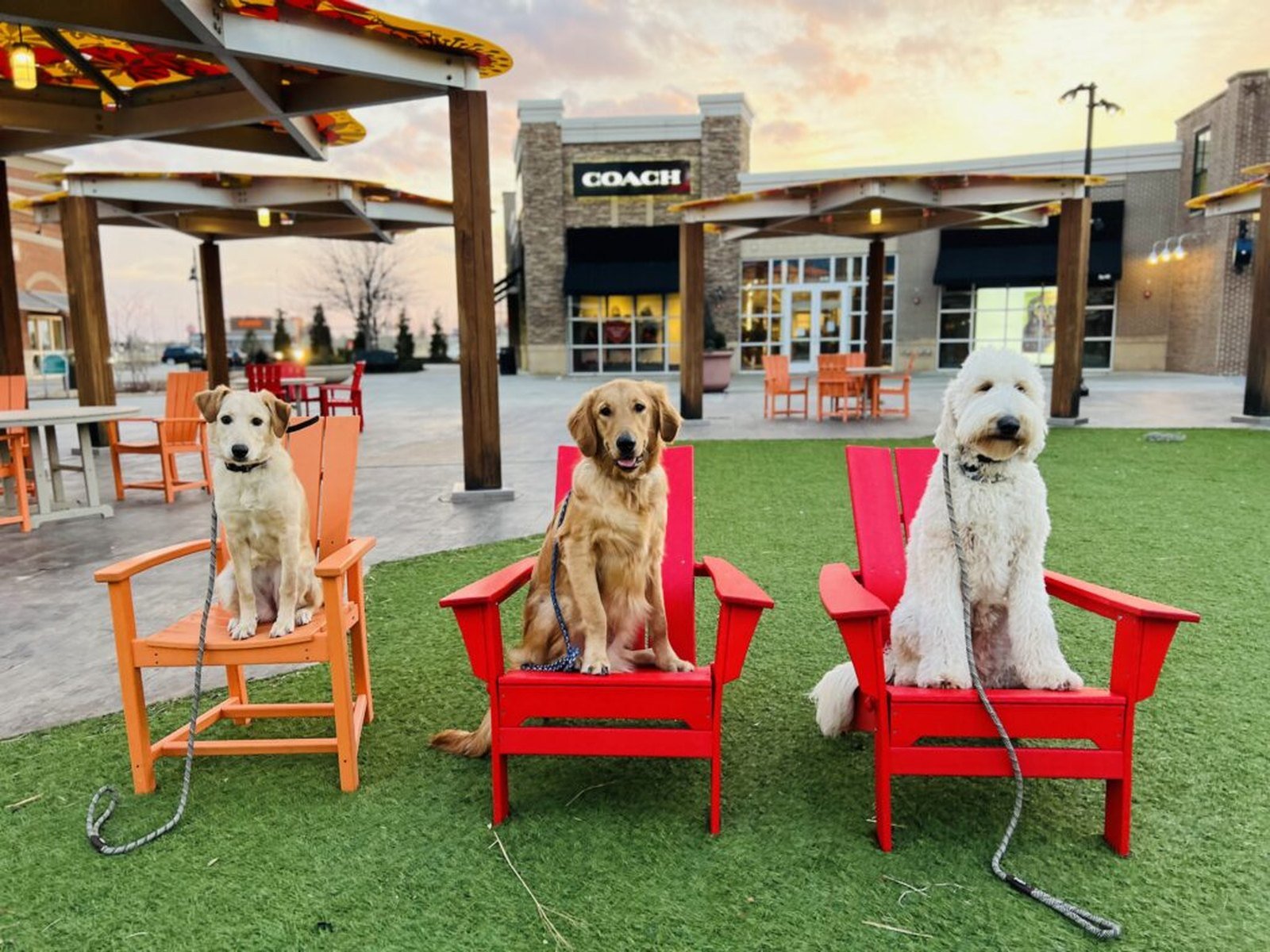 Three calm, trained Camp Lucky dogs sitting on command in a public plaza