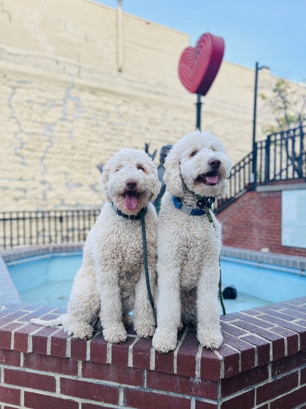 Two dogs after a Camp Lucky training session