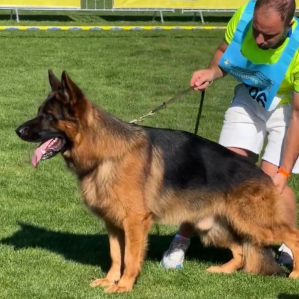 A premium Regis Regal German Shepherd at a show
